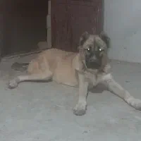 حیوان خانگی