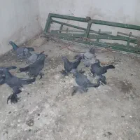 فروش کبوتر پریا تبریزی|پرنده|نهاوند, |دیوار
