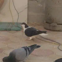 مایا قره شیخی