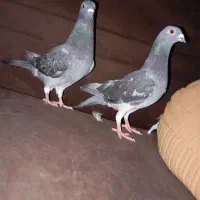 سلام دوتا کفتر پلاکی بنکی