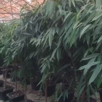 انواع بنجامین و‌آمستل