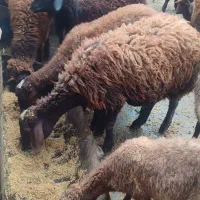 گوسفند و بره سالم واکسن خورده|حیوانات مزرعه|گرگان, |دیوار