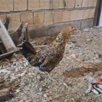 2 عدد مرغ لری