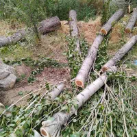 خریدار باغ شما عزیزان