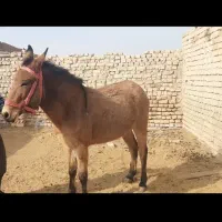 قاطر