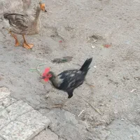 مرغ و خروس|حیوانات مزرعه|اهواز, بهارستان|دیوار