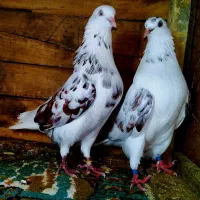 کفتر دهنخورده