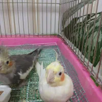 یک جفت عروس هندی|پرنده|بندر انزلی, کوی بهار|دیوار