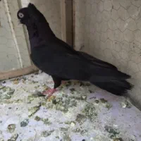 کفتر سیاه آبادانی