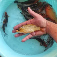 تعداد محدودماهی کوی ژاپنی سوپرباله