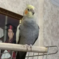 عروس هلندی گم شده|پرنده|خاش, |دیوار