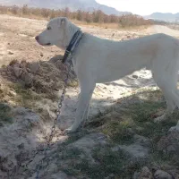 سگ ۹ ماهه نسل درست فروشی