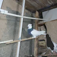 طوقی کلهای سرور دمسفید ساده|پرنده|سمنان, |دیوار