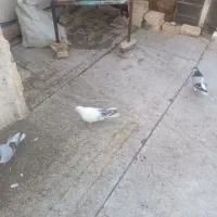 باسلام فروش 12عدد کبوتر