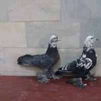 پاپریاهو رنگ خاص