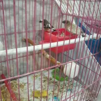 فنچ بنگالی|پرنده|تبریز, |دیوار