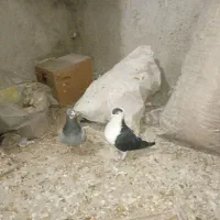 4تا کبوتر ساده