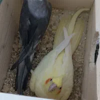 عروس هلندی مولد با چهارتا تخم نطفه دار