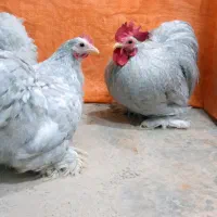 جوجه کوشین  لوندر متلد رد متلد و بلک متلد