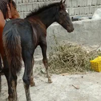اسب نر ورزشی|اسب و تجهیزات اسب‌سواری|ارومیه, |دیوار