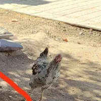 خروس چهار و نیم ماهه