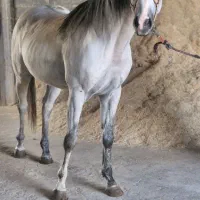 حراج اسب کورسی و کره یکسرپرشی