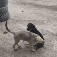 واگذاری رایگان|سگ|بابل, |دیوار