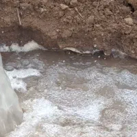 فروش یک قطعه زمین با مجوز گلخانه|فروش دفتر صنعتی، کشاورزی، تجاری|کرمانشاه, |دیوار