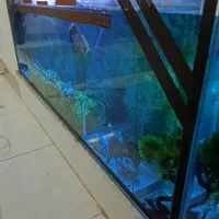 آکواریوم ولوازم|ماهی|زاهدان, |دیوار