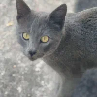 گربه|گربه|الموت, |دیوار