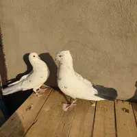 یک جفت کفتر نر  دم سیاه و ماده