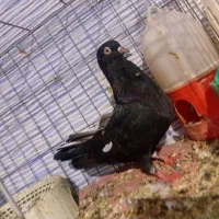 کبوتر کله سیاه یجفت|پرنده|بندر ماهشهر, |دیوار