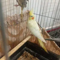 عروس هلندی|پرنده|زاغه, |دیوار