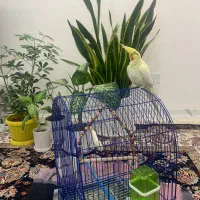 فروش عروس هلندی لوتینو دستی|پرنده|شیراز, شهرک مفتح|دیوار