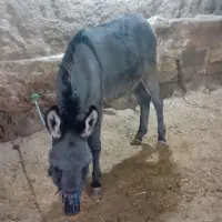 کره خر نر