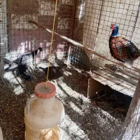 دوجفت مرغ وخروس امریکایی|پرنده|مشهد, ویلاشهر|دیوار