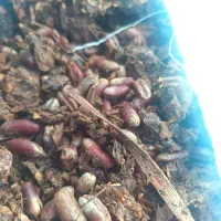 تفاله خرما پر هسته