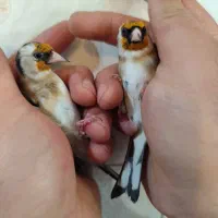 سهره  نر و ماده  پا جفتی