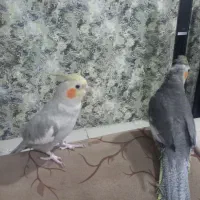 طوطی عروس|پرنده|صومعه‌سرا, |دیوار