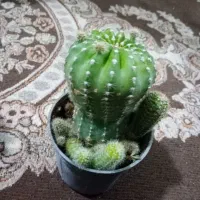 گل و گیاه خانگی