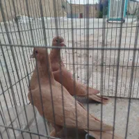 نروماده زرد عطیقه