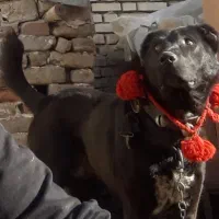 سگ افغان خوشتیپ به شرط همه چی