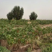فروش-باغ