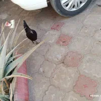 جوجه مرغ و خروس ۷ ماهه و لاری ۷ ماهه|حیوانات مزرعه|طبس, |دیوار