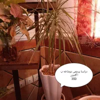 اسباب بازی|اسباب‌‌بازی|بروجرد, |دیوار