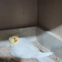 جفت عروس هلندی با تخم و کارداده|پرنده|مشهد, کوی دروی|دیوار