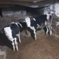 گوساله سیمینتال ماده