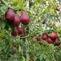 فروش عمده انواع نهالهای لیبل دار در نهالستان غرب|خدمات باغبانی و درختکاری|یاسوج, |دیوار