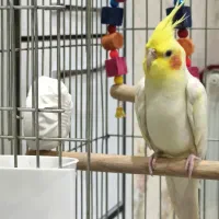 فروش عروس هلندی