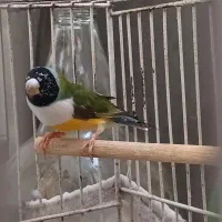 فنچ گلدین|پرنده|رشت, فلسطین|دیوار